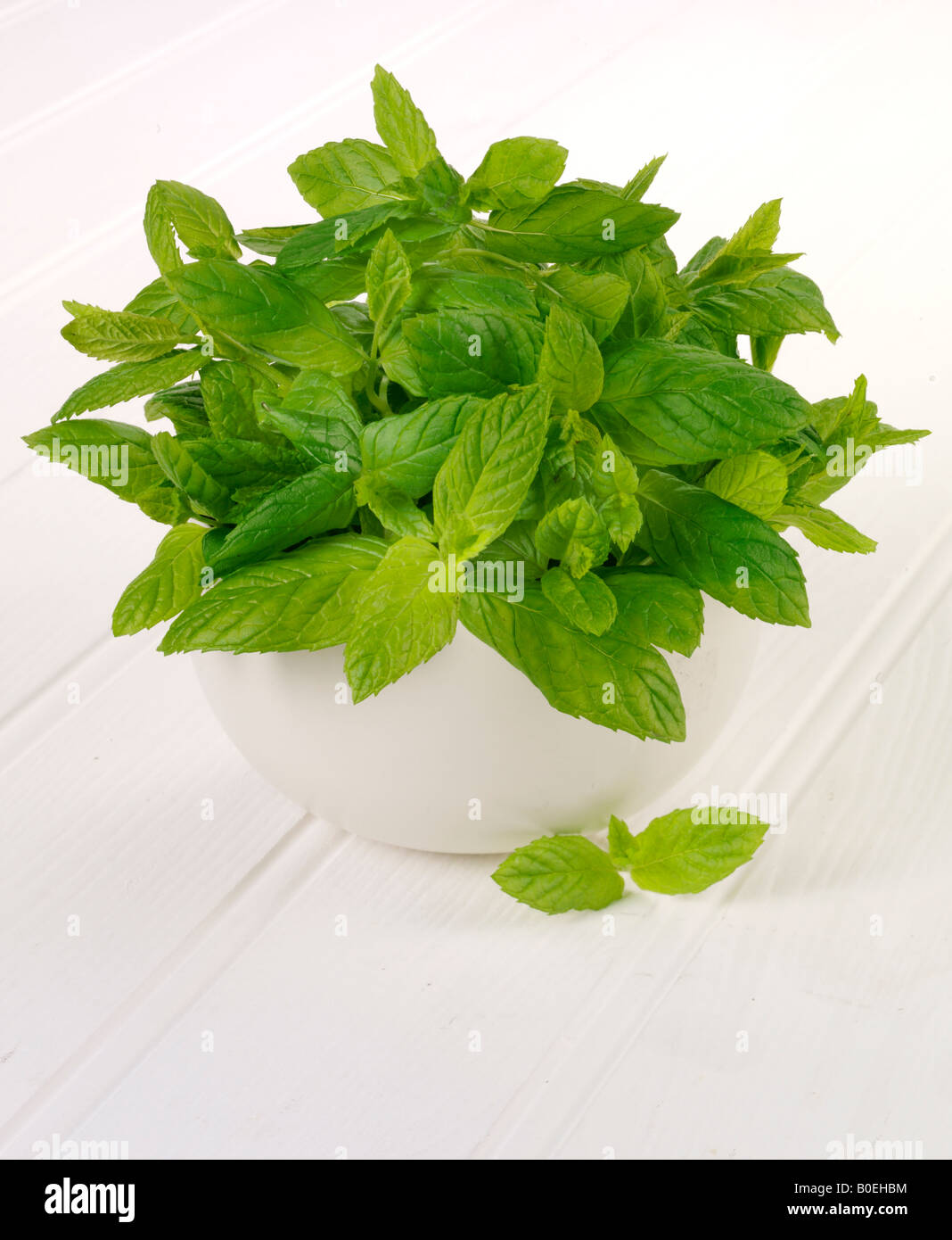 MINZE PFLANZE WÄCHST Stockfoto