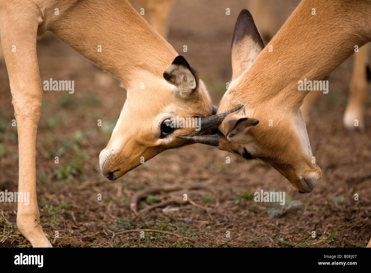 Junge Impala Rams Sparring Stockfoto
