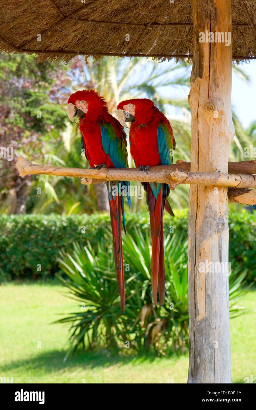 Zwei Papageien Stockfoto