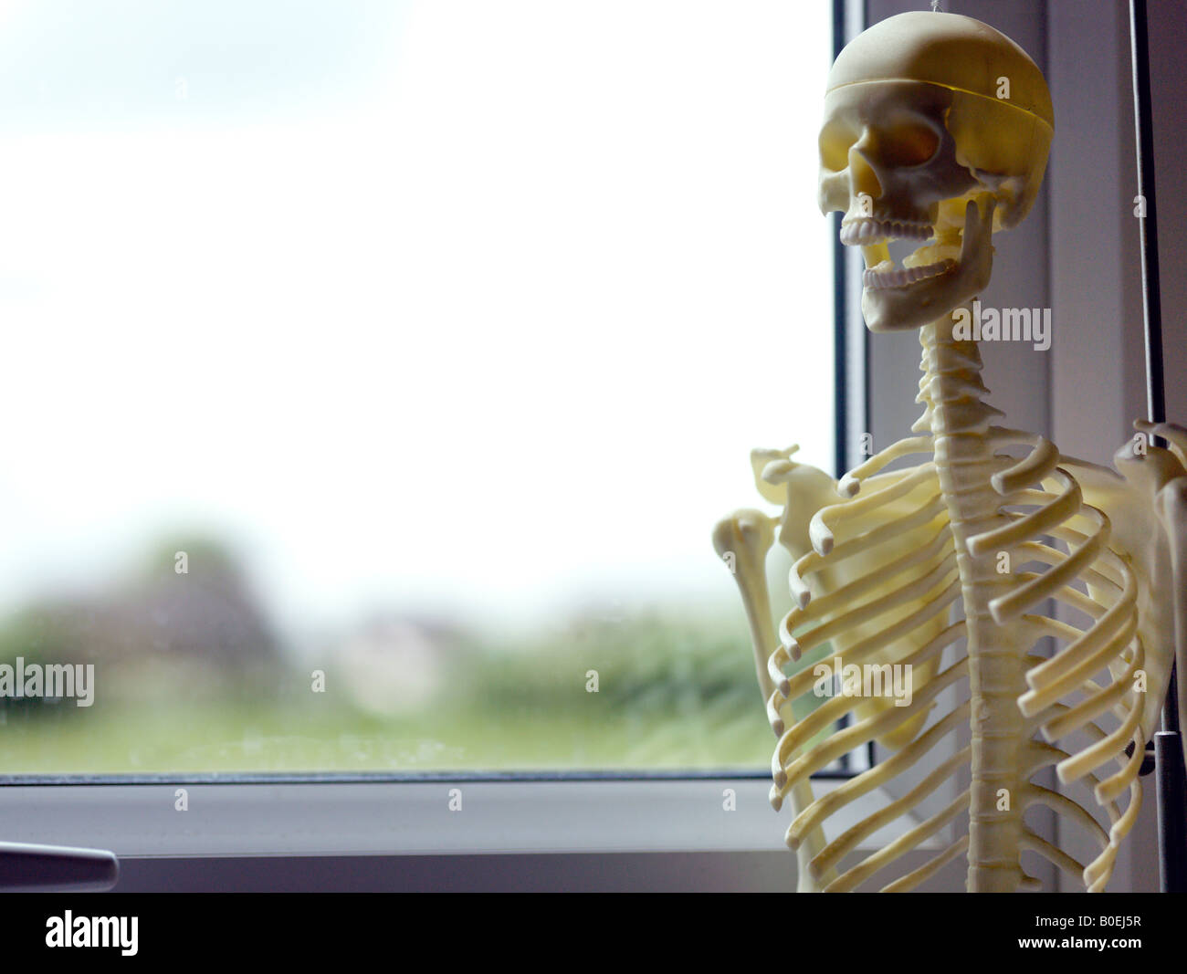 Skelett in der Nähe von Fenster Stockfoto