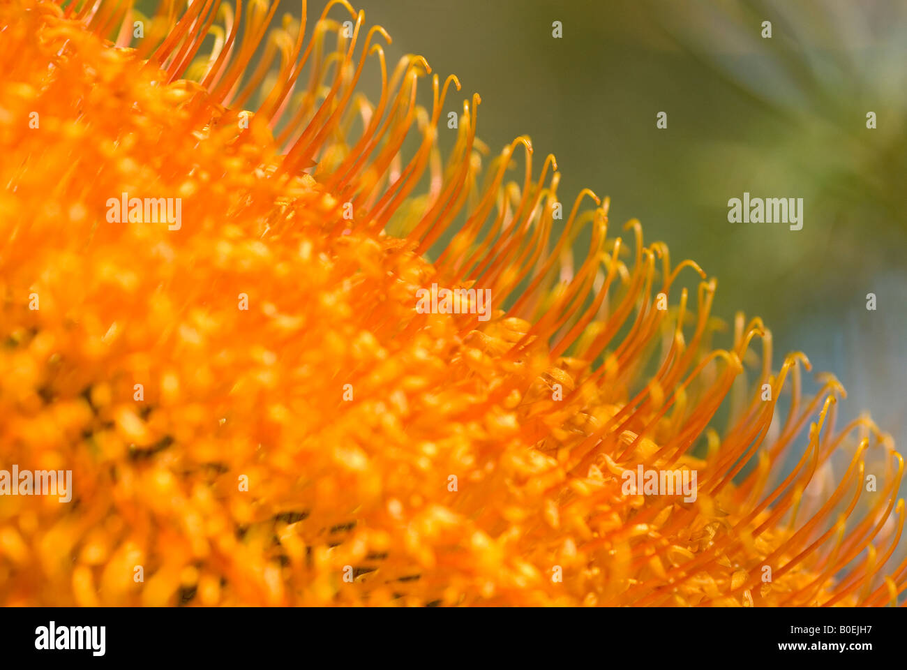 Australische Goldene Kerze Banksia Blume Stockfoto