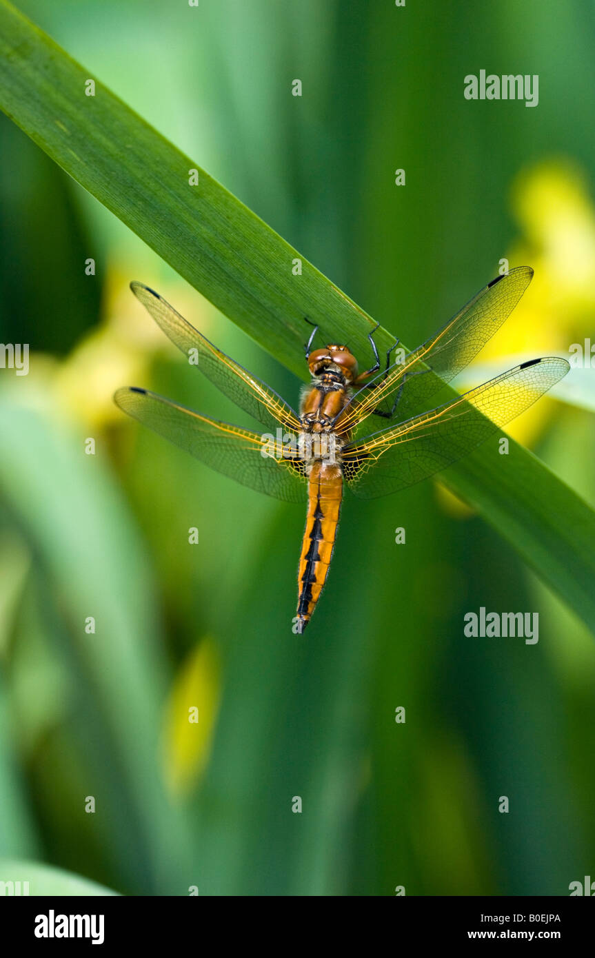 Knappen Chaser Libelle (männlich) (Libellula Fulva) auf Iris Stockfoto
