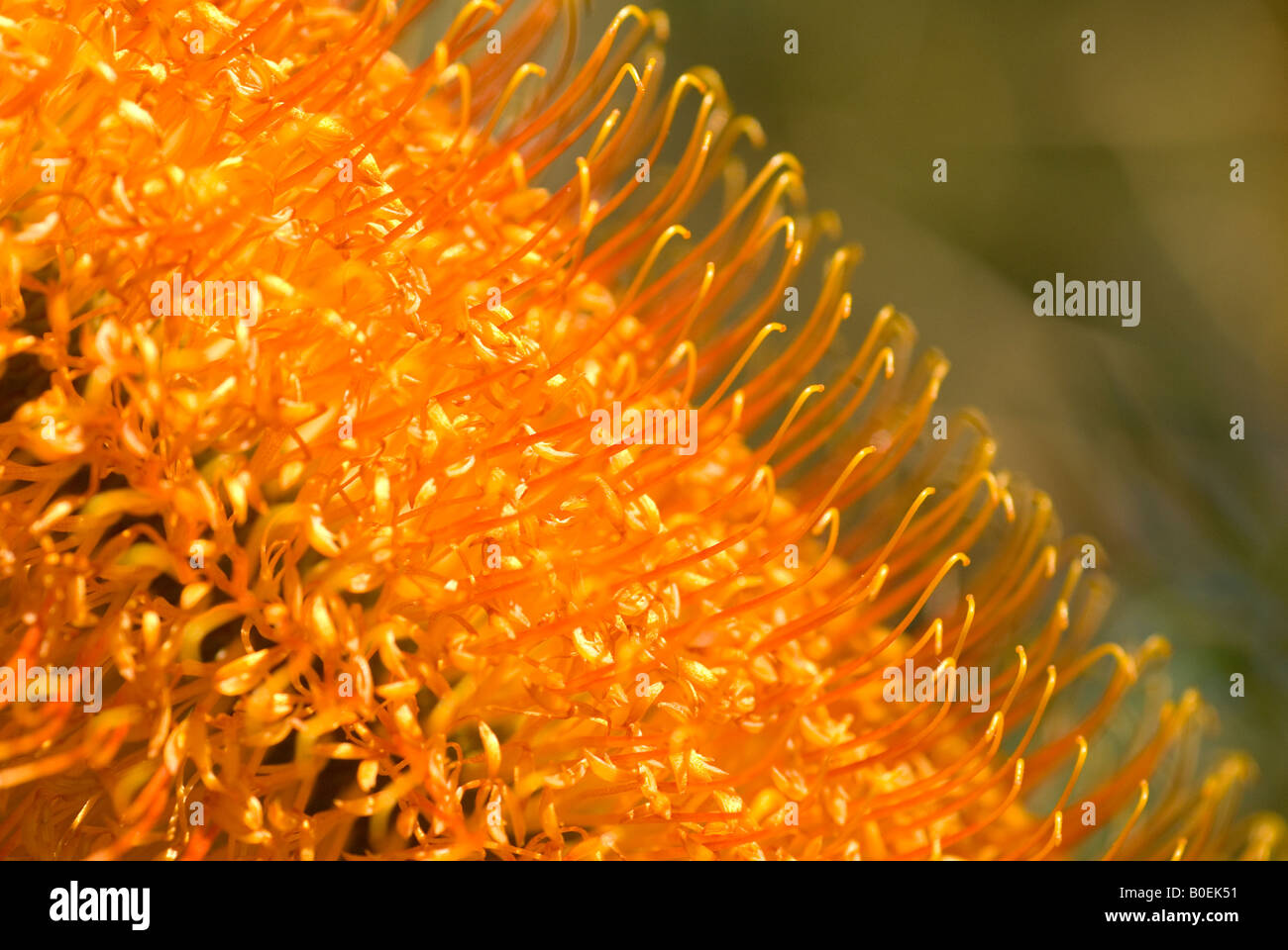 Australische Goldene Kerze Banksia Blume Stockfoto