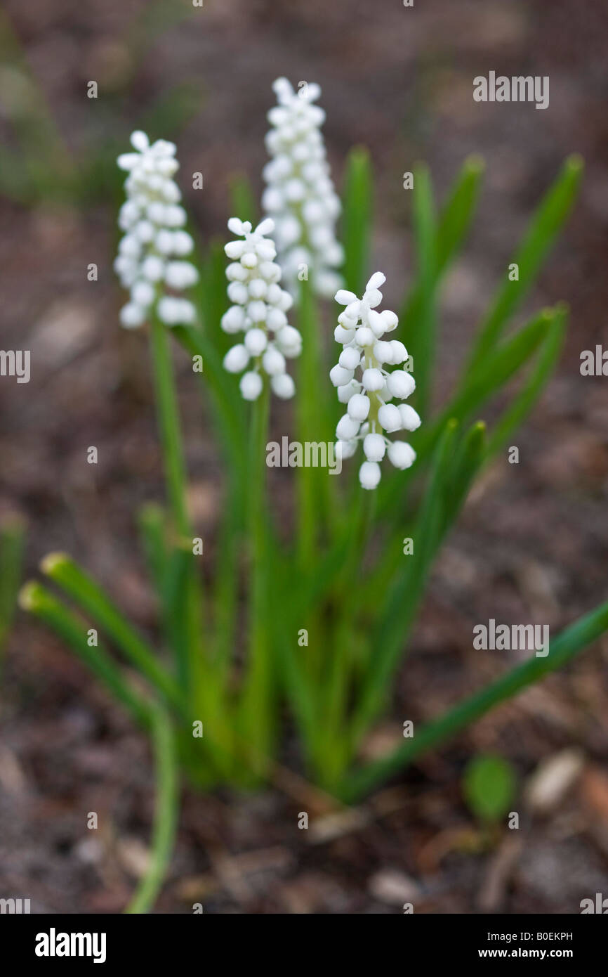 Weißer Traubenhyazinthe Muscari armeniacum die Blüten Nahaufnahme Bilder Fotos Fotografie Verkauf auf alamy vertikal in USA US hochauflösend Stockfoto