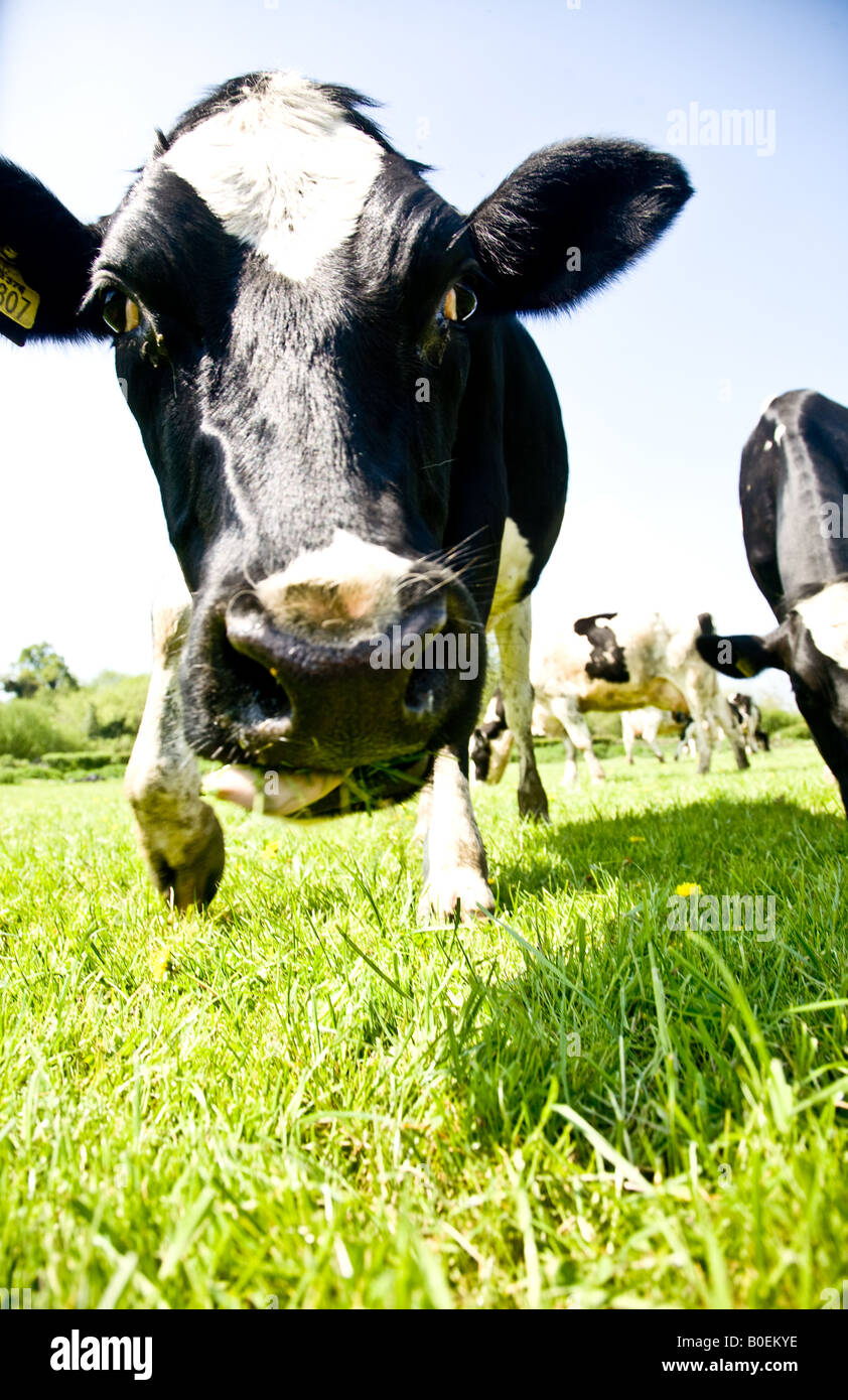 Fresian grasende Kühe auf einem Feld in Surrey Stockfoto