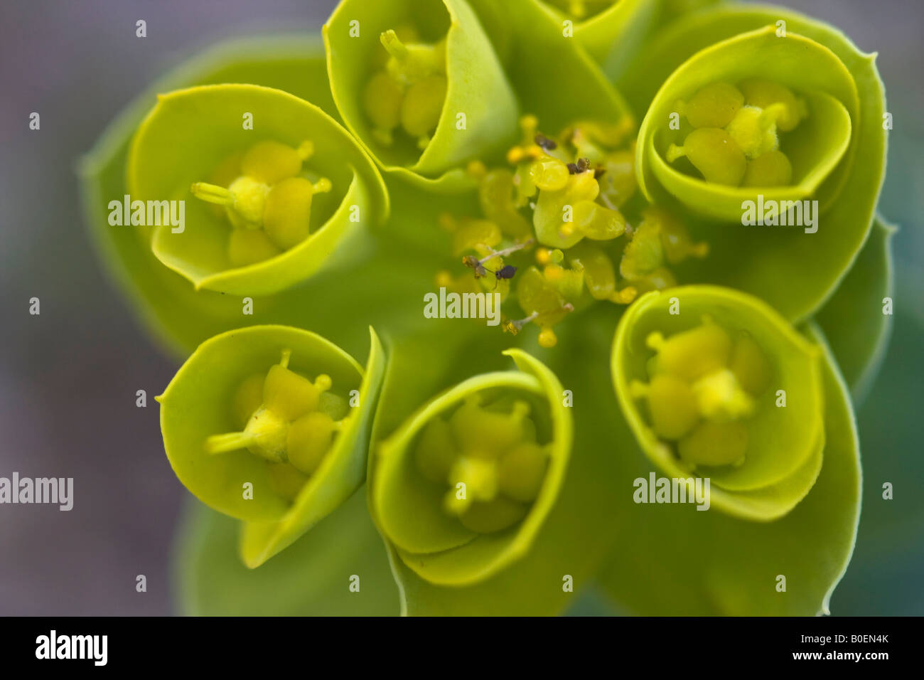 Euphorbia Myrsiniten Blume Flora von oben niemand niemand Nahaufnahme Makrodetailanzeige verschwommener Hintergrund Draufsicht Overhead Hi-res Stockfoto