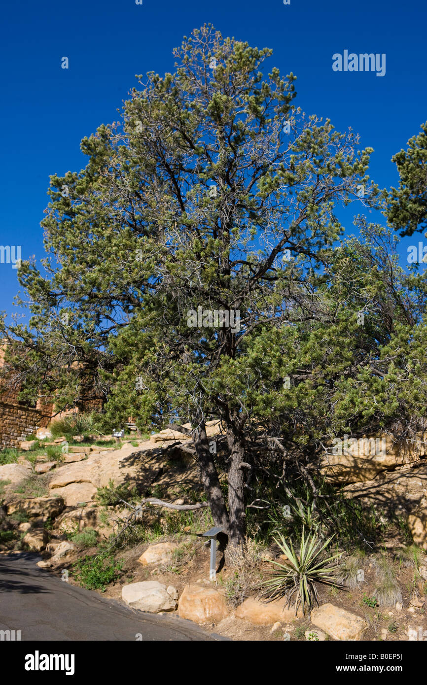 Zwei Nadel Pinyon Kiefer Baum Pinus Edulis Mesa Verde National Park in der Nähe von Cortez Colorado Stockfoto