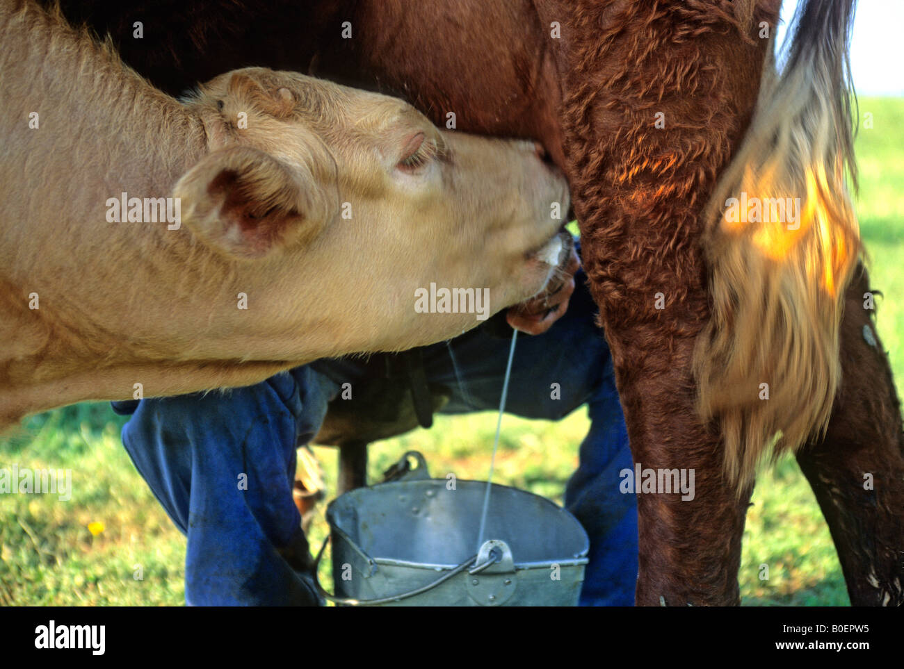 Kalb, Milch zu trinken, während der Bauer Milch der Mutter Stockfoto