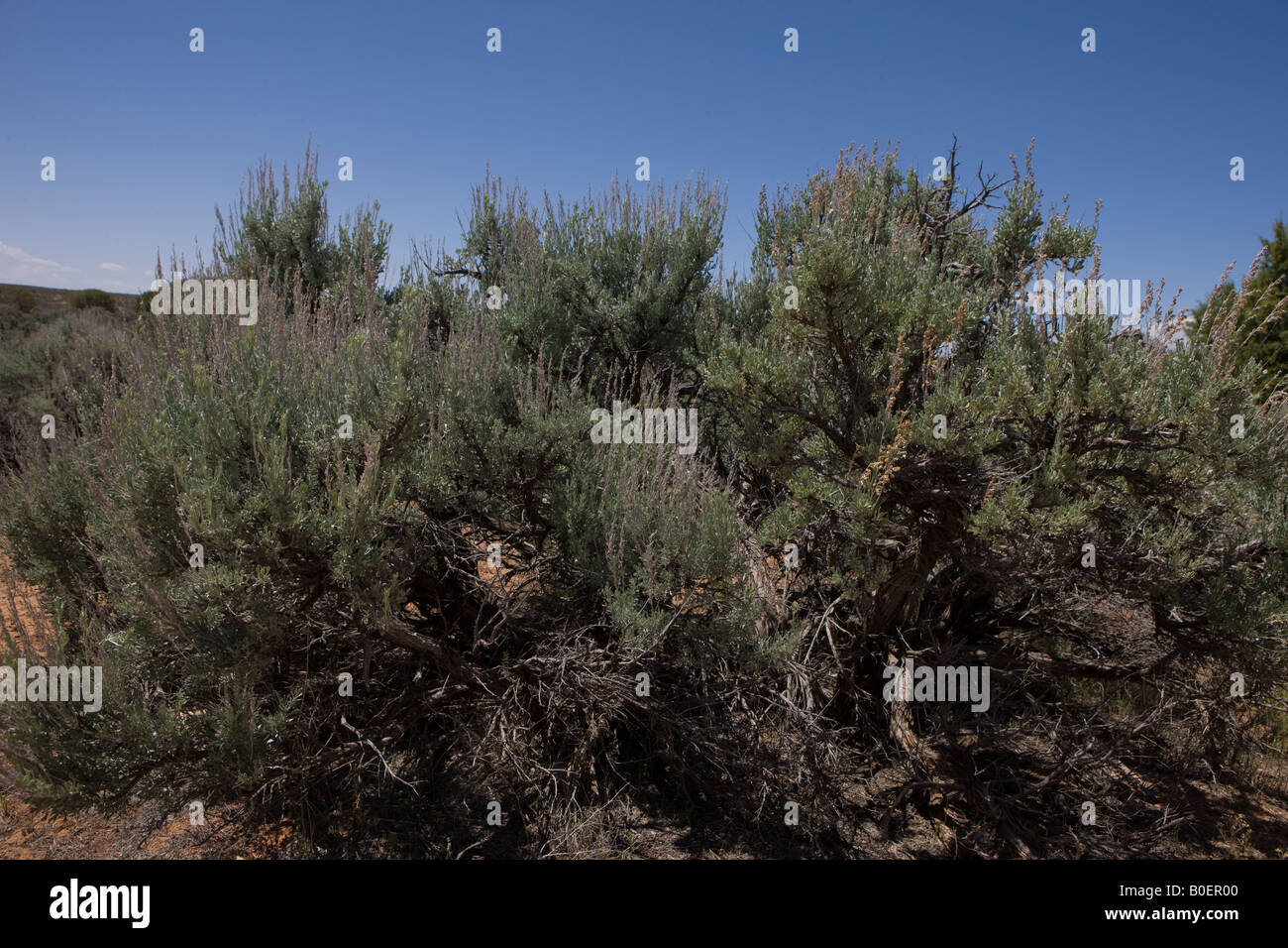 Großen Beifuß Artemisia Tridentata einen gemeinsamen nordamerikanischen Wüste Strauch Hovenweep National Monument Colorado und Utah Stockfoto