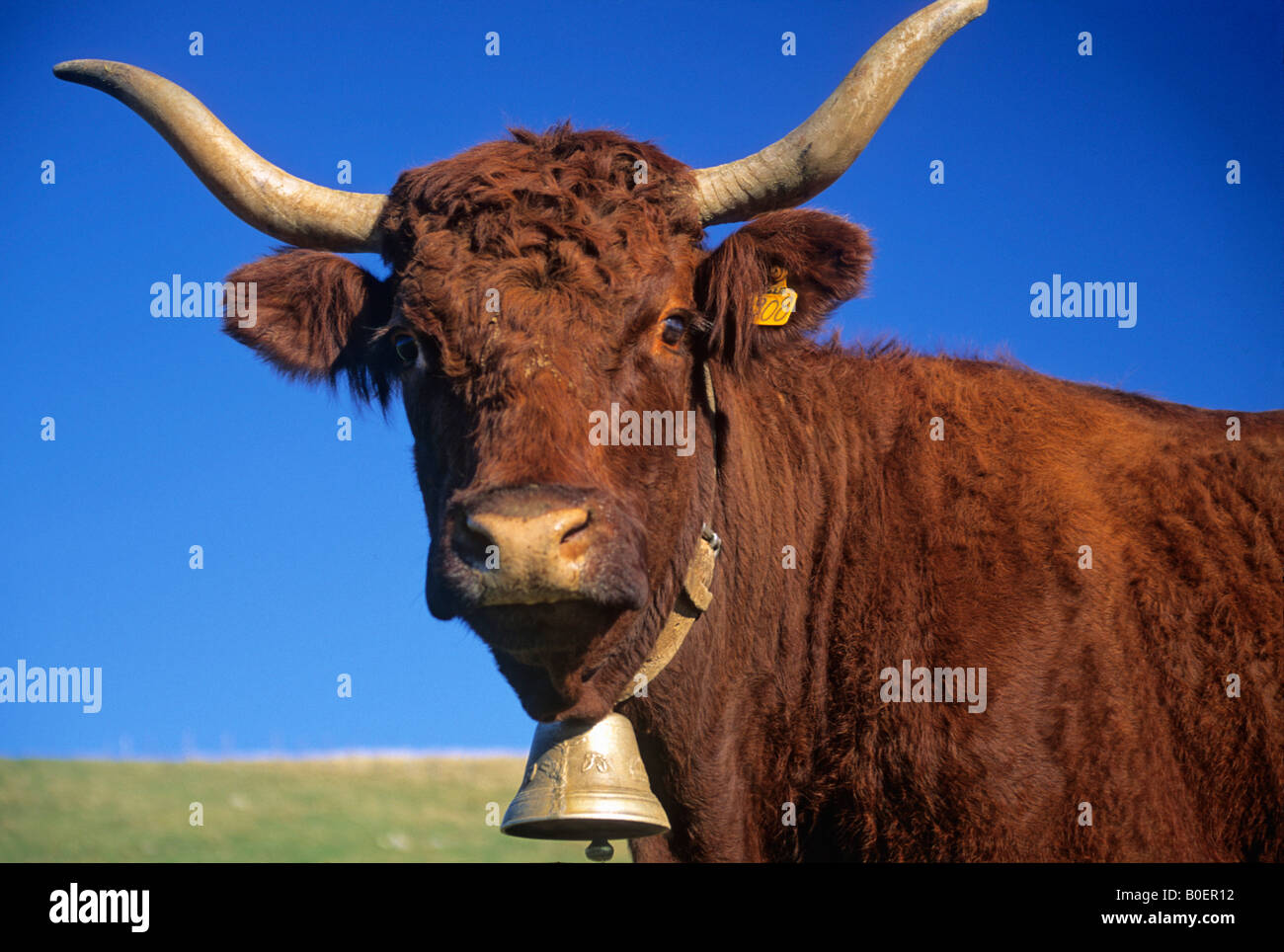 Kuh mit Glocke und Hörner Stockfoto