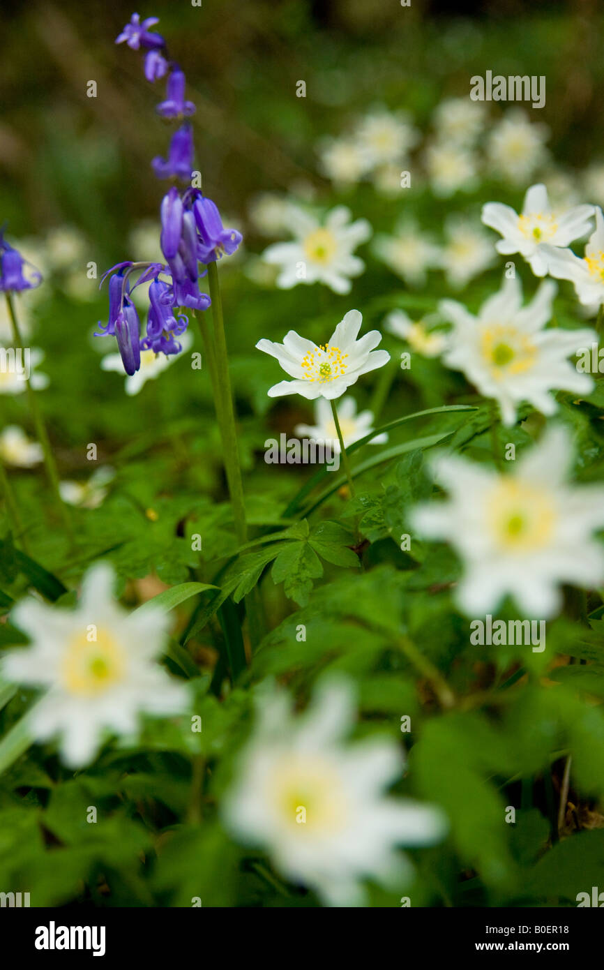 Holz-Anemonen und Bluebell Stockfoto