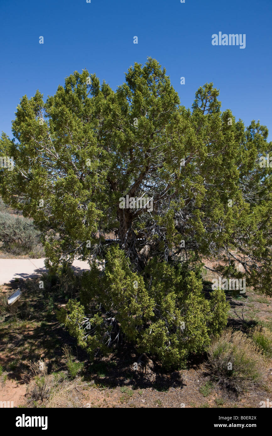 Utah-Wacholder Juniperus Osteosperma Hovenweep National Monument Colorado und Utah Stockfoto