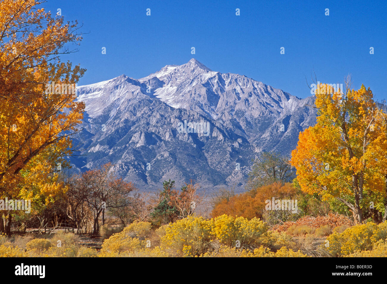 Fallen Sie Pappel am Manzanar unter Mount Williamson Manzanar War Relocation Center National Historic Site Owens Valley Kalifornien Stockfoto