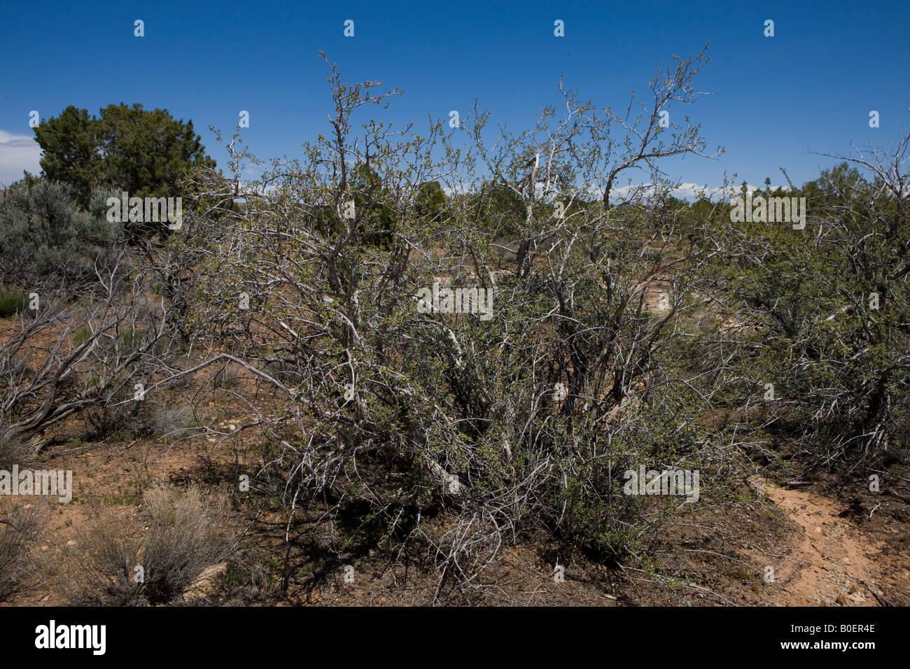Mexikanische Cliff Rose Purshia Mexicana Hovenweep National Monument Colorado und Utah Stockfoto