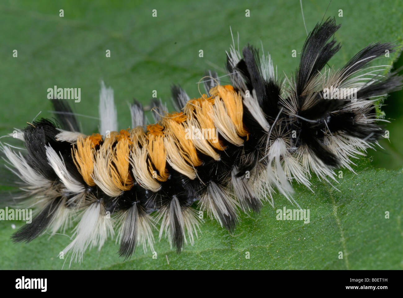 Euchaetes Egle die Seidenpflanze Grasbüschel Raupe oder Wolfsmilch Tiger Moth ist eine Motte in der Familie Arctiidae Stockfoto