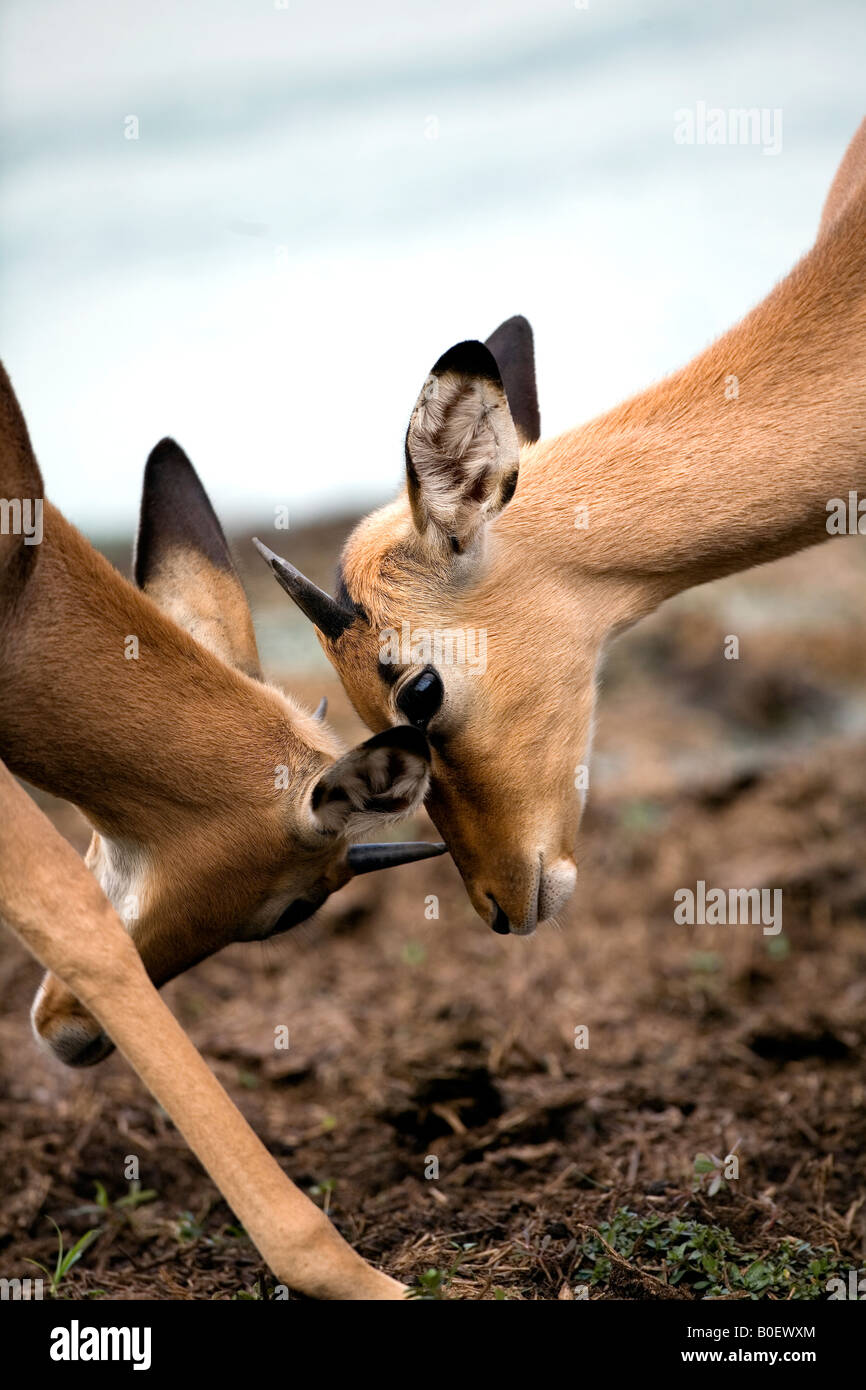Junge Impala Rams Sparring Stockfoto