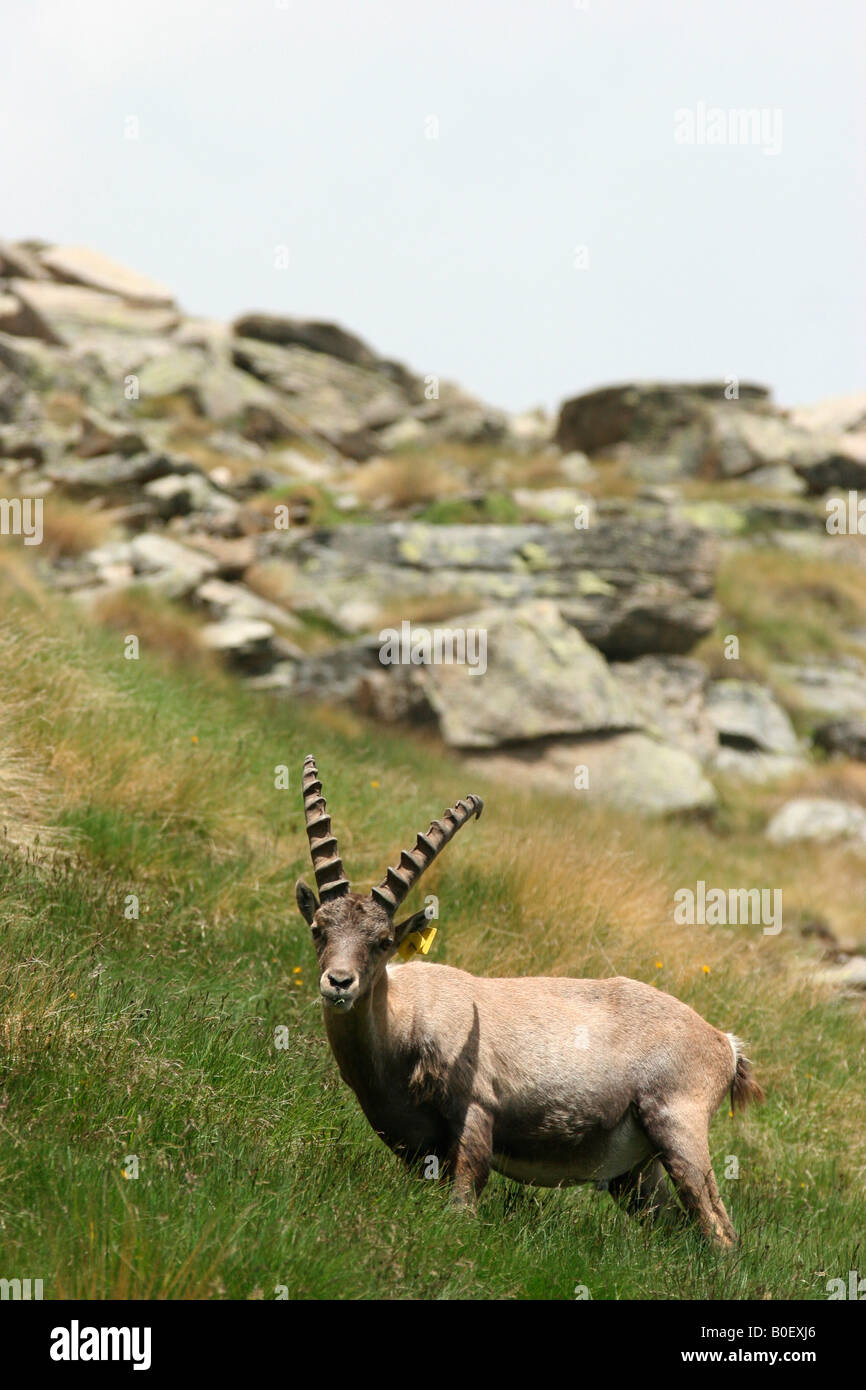 In der Nähe von Colle del Nivolet, Parco Nazionale del Gran Paradiso. Piemont, Italien. Stockfoto