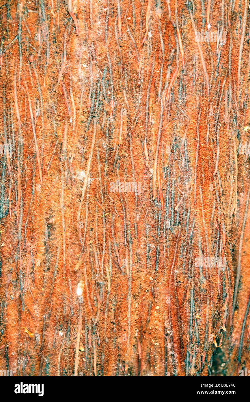Wurzeln an der Unterseite des Stammes Baumfarn Stockfoto