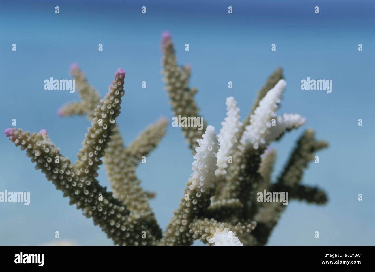 Die chlorose Phänomen der Filiale Coral Stockfoto