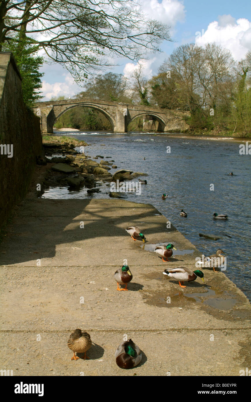 Die alte Brücke jetzt eine Fußgängerbrücke über den Fluß Wharfe mit Wasservögel auf dem Ruderboot Liegeplätzen im Vordergrund Stockfoto