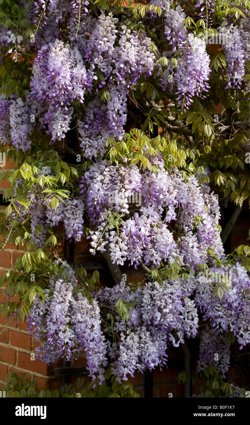 Eine Wisteria-Pflanze im Frühling wächst auf ein Haus in der Nähe von London Stockfoto