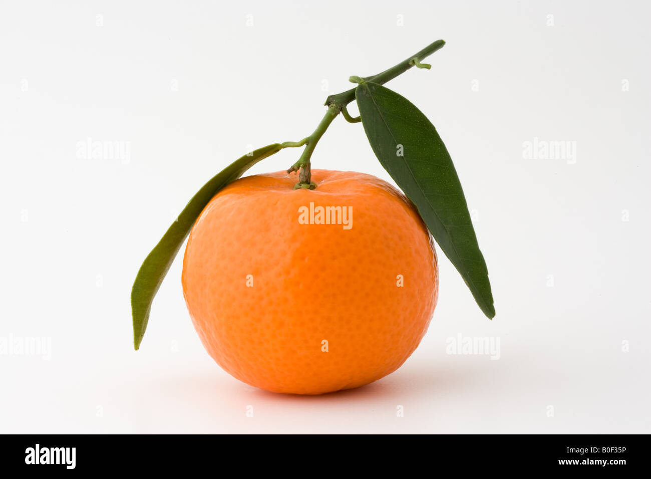 Clementine-London-England-Großbritannien Stockfoto