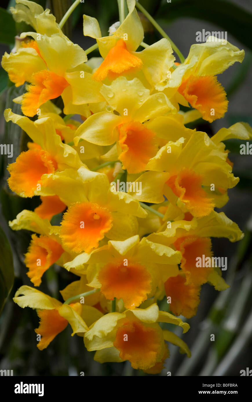 Dendrobium griffithianum Stockfoto