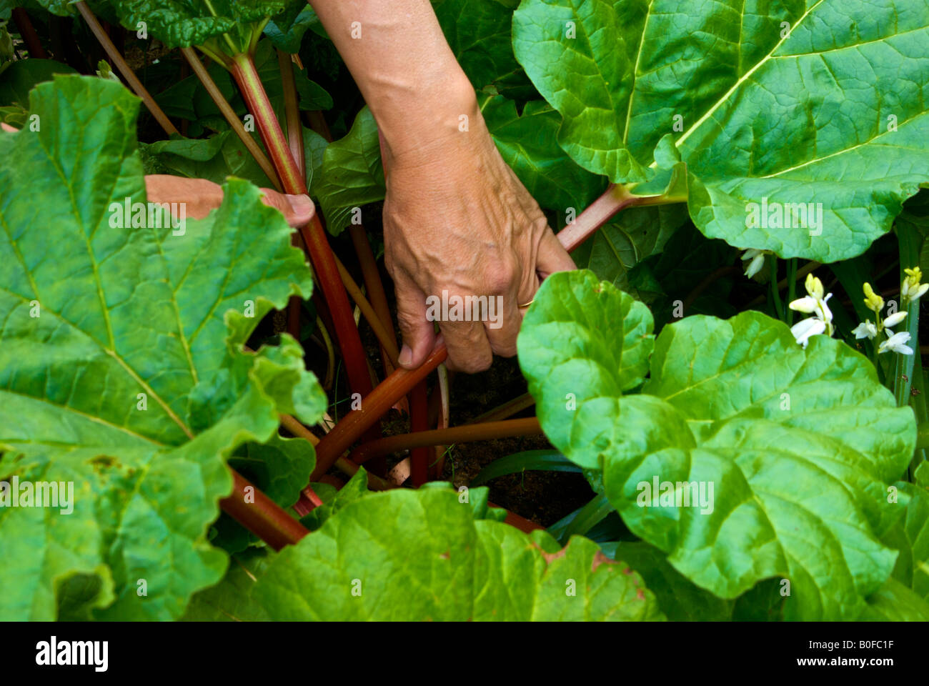 Organischen Rhabarber ernten, ein Frühling aus einem Hause Gemüsebeet behandeln Stockfoto