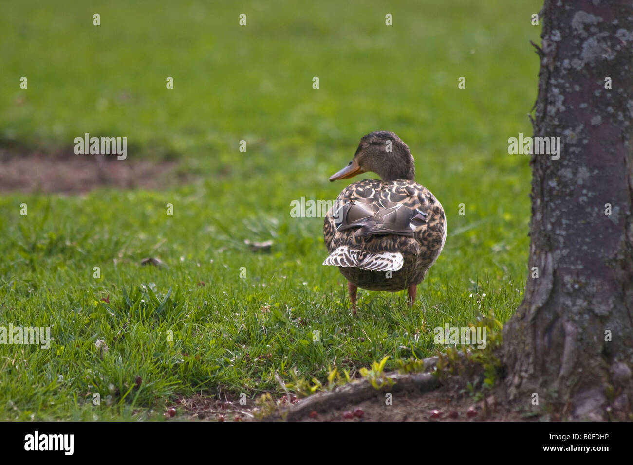 Stockenten weibliche Dabbling Ente im öffentlichen Park verschwommener Hintergrund oben von oben nah oben niemand horizontal in Ohio USA Hi-res Stockfoto