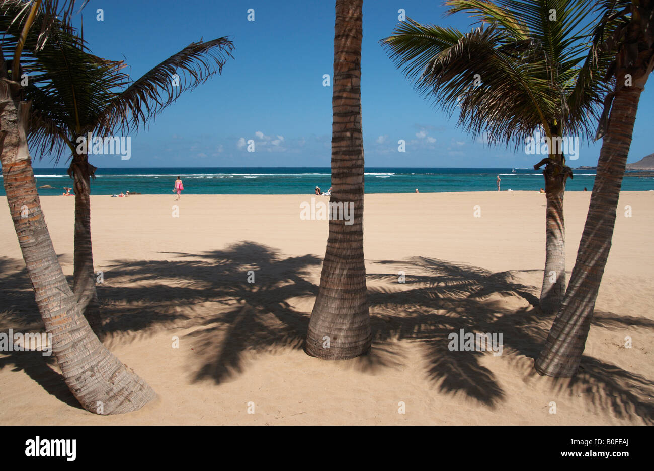 Palmen am Playa de Las Canteras in Las Palmas auf Gran Canaria auf den Kanarischen Inseln. Stockfoto