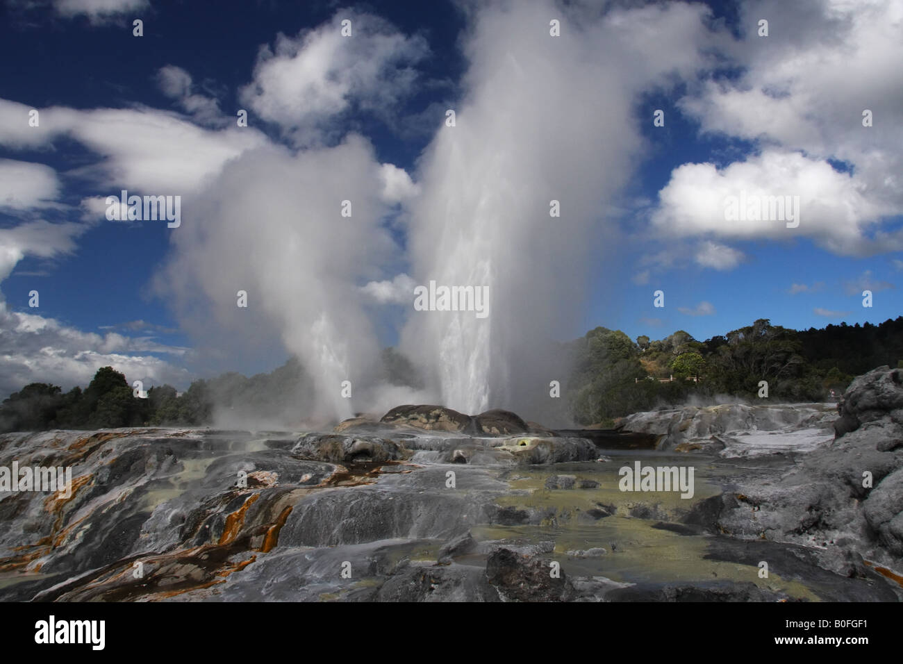 Pohutu Geysir ausbrechen in Whakarewarewa Thermal Tal, Rotorua, Neuseeland Stockfoto