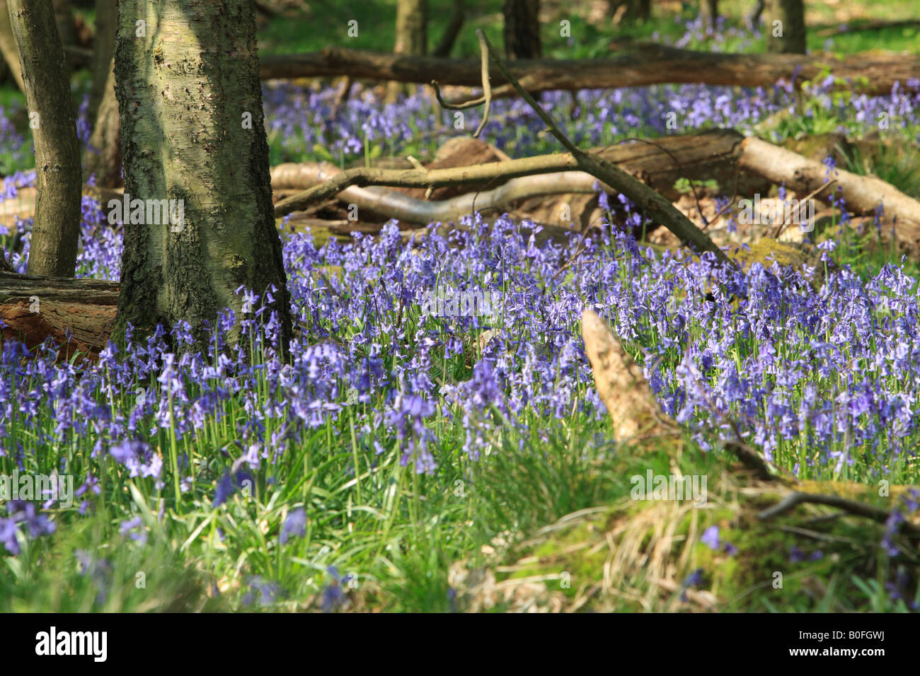 Glockenblumen, Meer blau Stockfoto