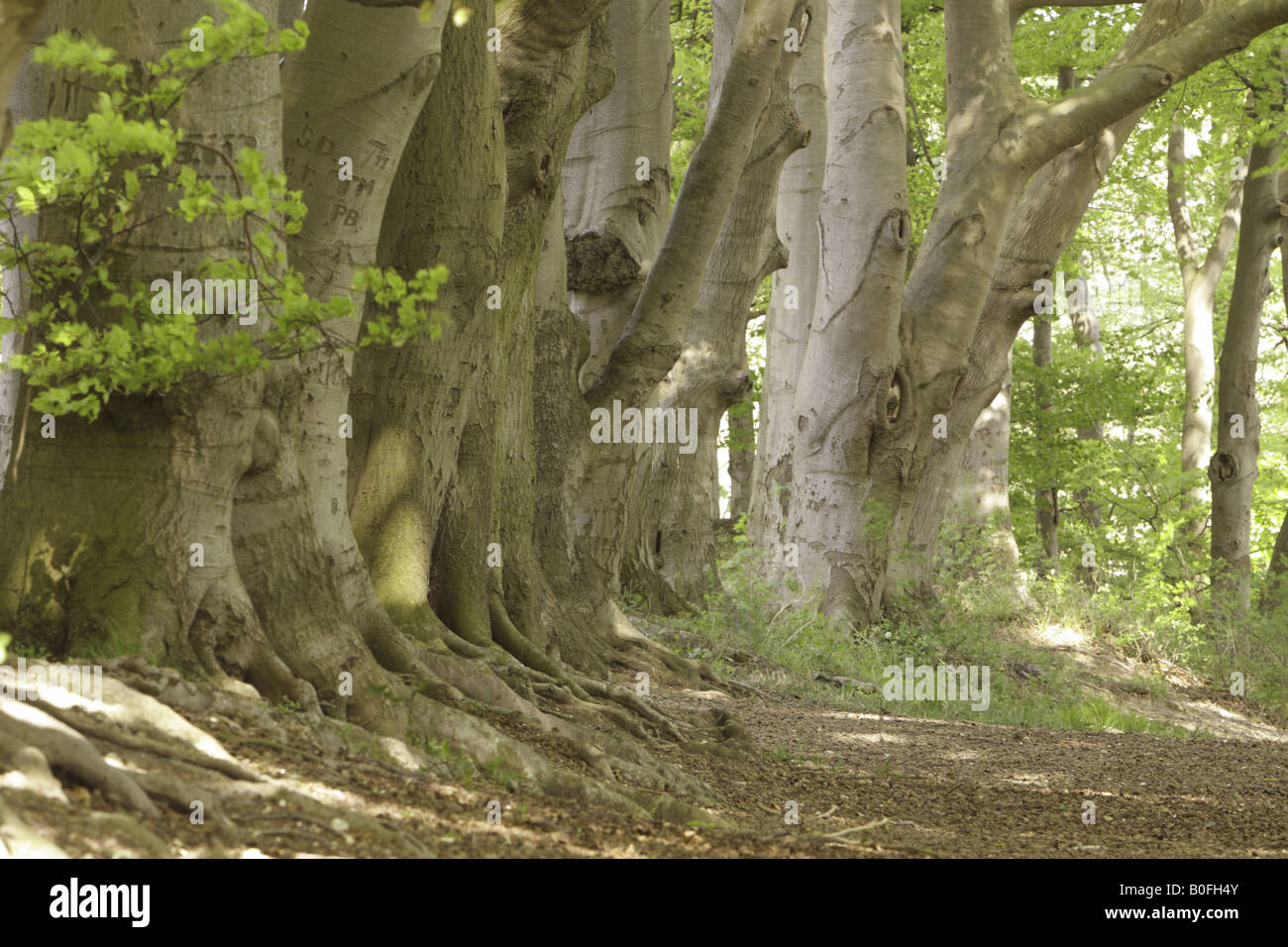 Oberfläche verwurzelten Bäume in einem dappled schattigen Großbritannien Waldgebiet Stockfoto