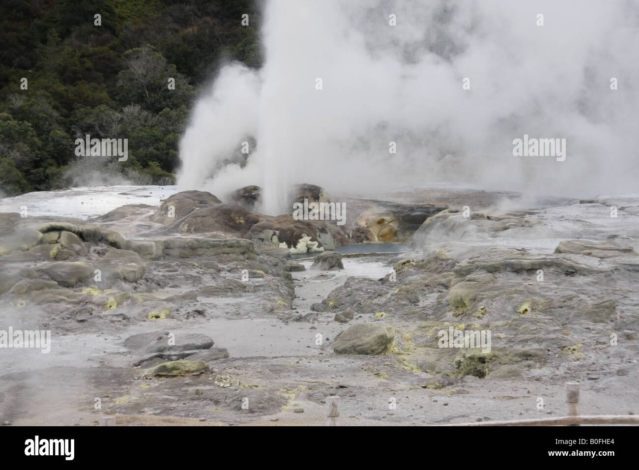 Zwei Geysire ausbrechen in Whakarewarewa Thermal Tal, Rotorua, Neuseeland. Stockfoto