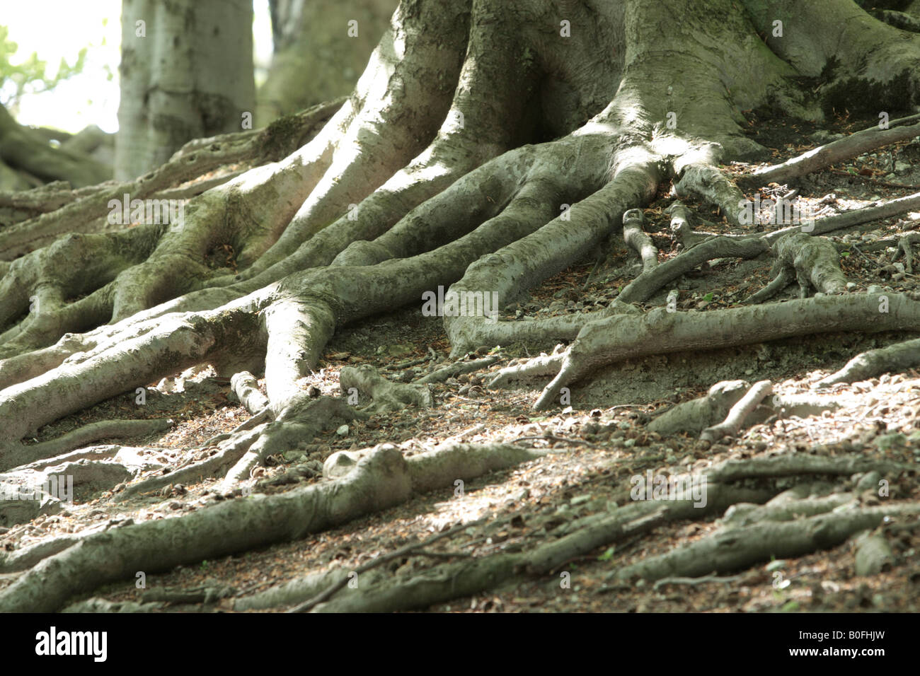 Oberfläche verwurzelten Bäume in einem dappled schattigen Großbritannien Waldgebiet Stockfoto