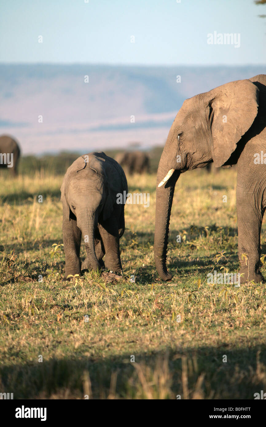 Ein Baby-Elefant und Mutter bei Sonnenaufgang in der Masai Mara Kenia in Ostafrika Stockfoto