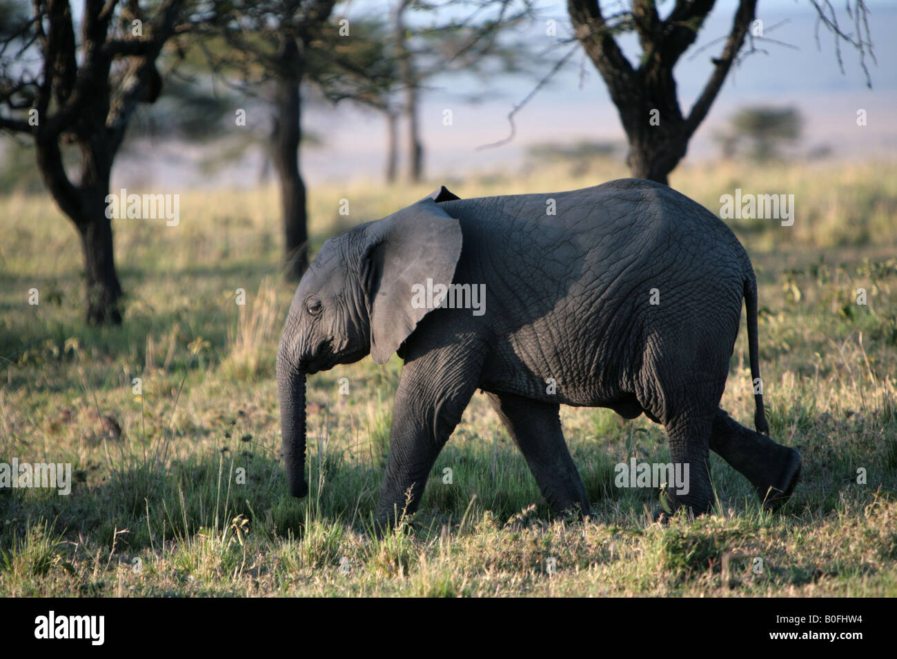 Baby-Elefant bei Sonnenaufgang in der Masai Mara Kenia in Ostafrika Stockfoto