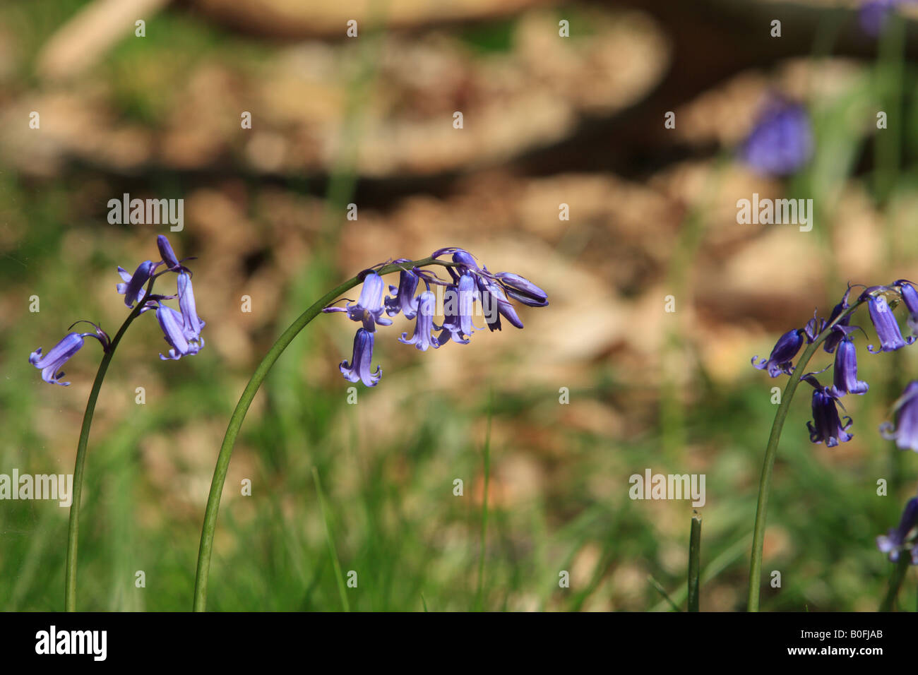 Englische Bluebell mit Tells tail herabhängenden Blütenstiel Stockfoto