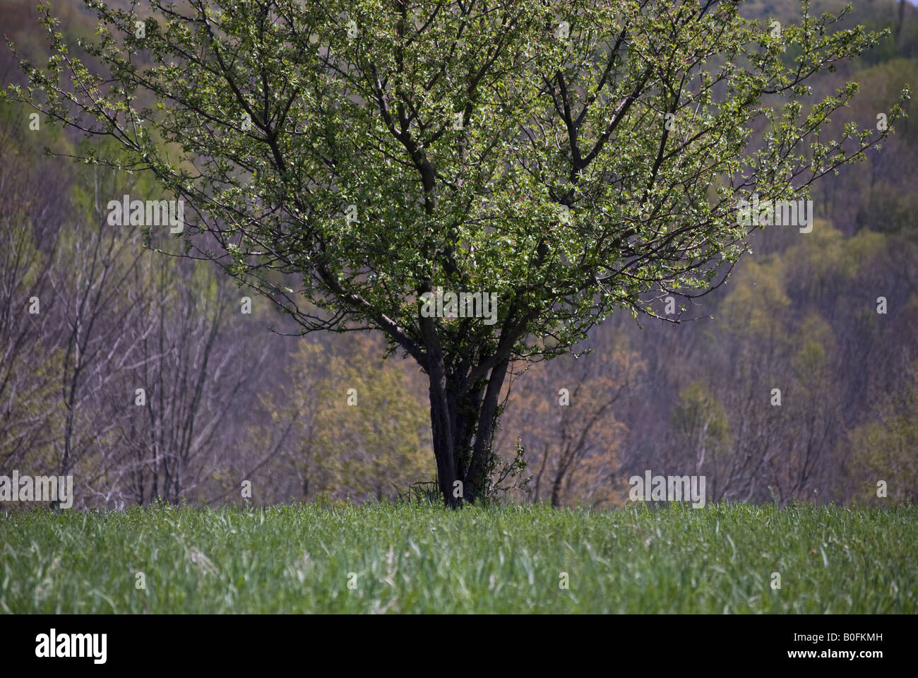 Baum im Frühjahr mit Wiesen und Hügel Stockfoto