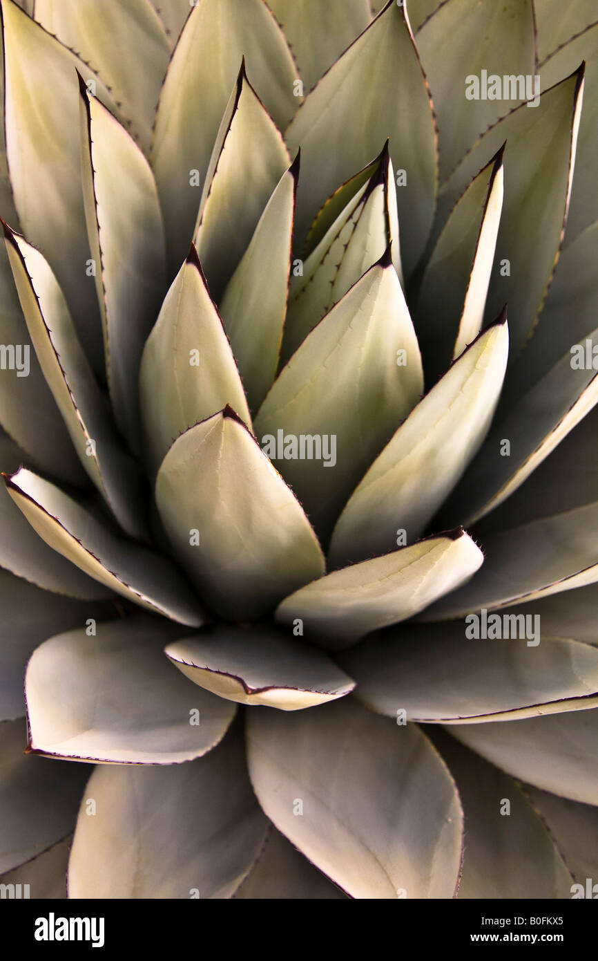 Cactus Copper Canyon Gebiet Mexiko Stockfoto