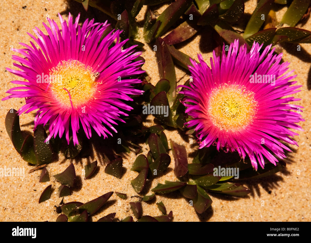 Rosa Cape Gänseblümchen wachsen auf sandigen Strand, Algarve, Portugal Stockfoto