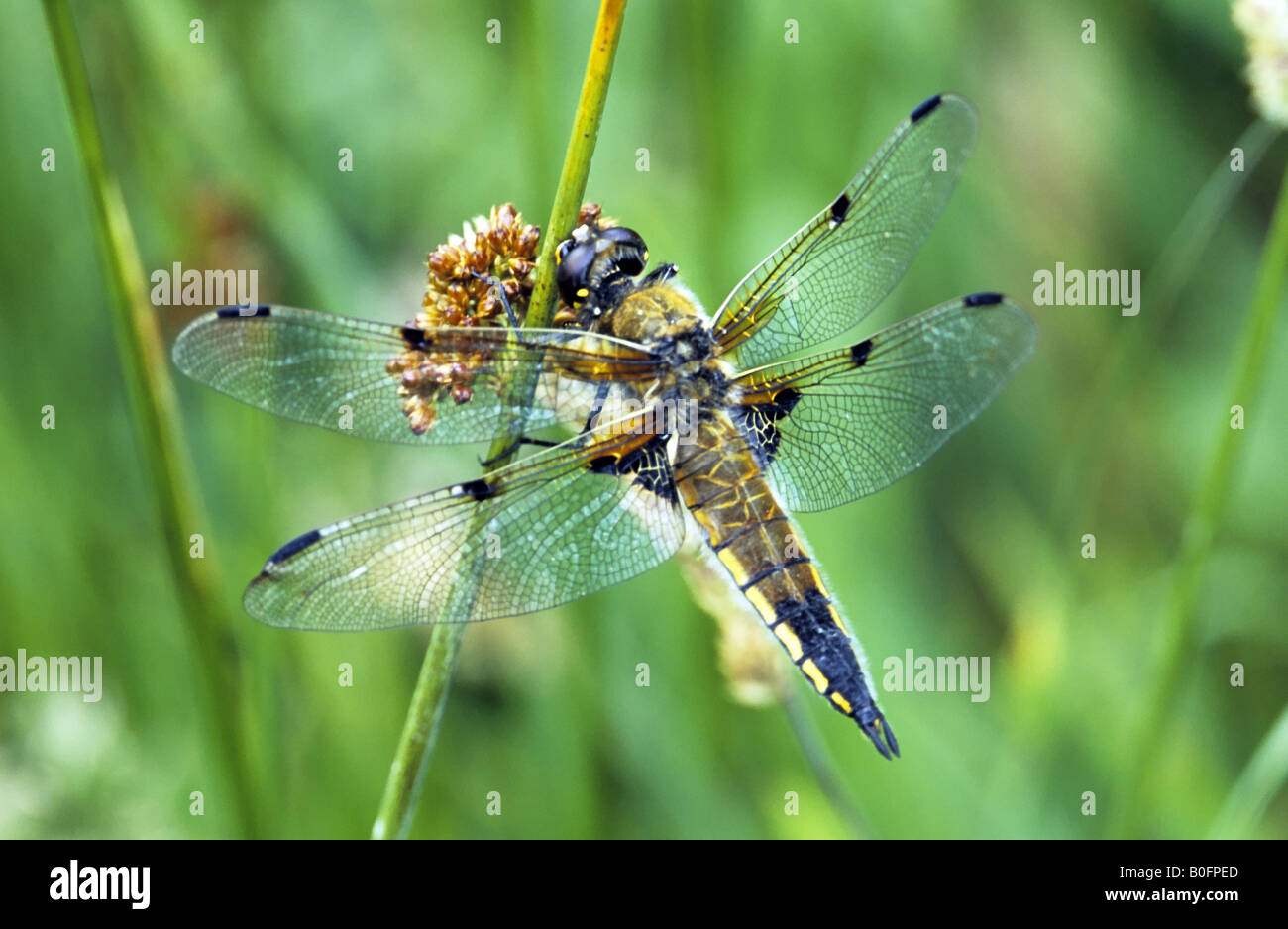 Vier Spotted Chaser Libelle Stockfoto