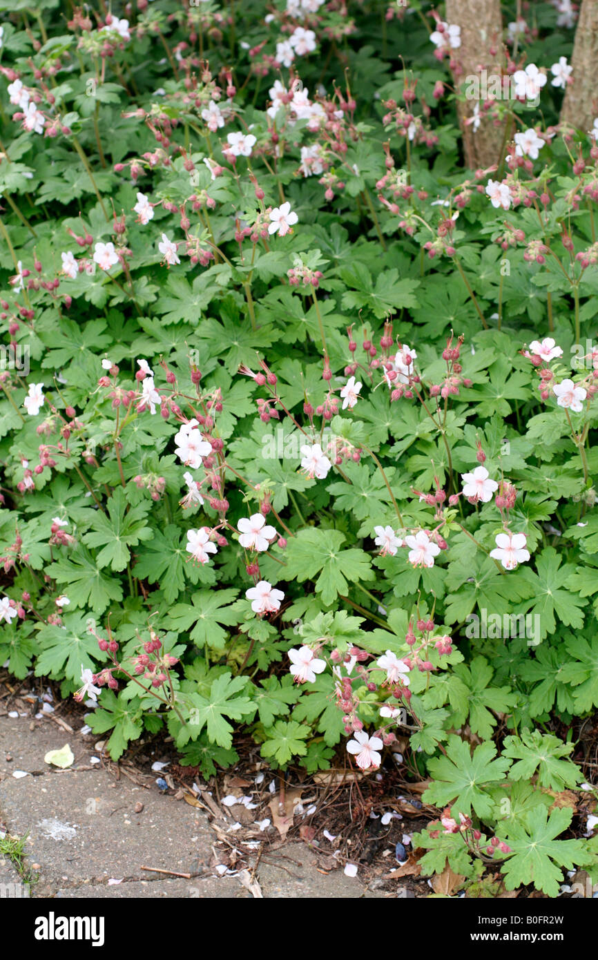 GERANIUM MACRORRHIZUM ALBUM AGM Stockfoto