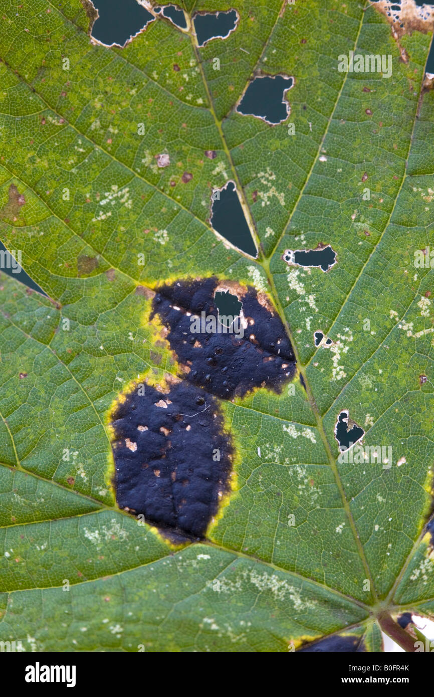 Teer Fleck Pilz Rhytisma Acerinum auf einem Ahorn Blatt Stockfoto