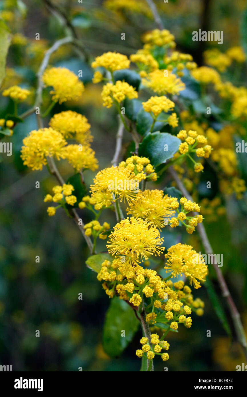 AZARA LANCEOLATA WÄCHST GEGEN EINE WAND SÜDLAGE AM CAMPUS DER UNIVERSITÄT VON EXETER Stockfoto