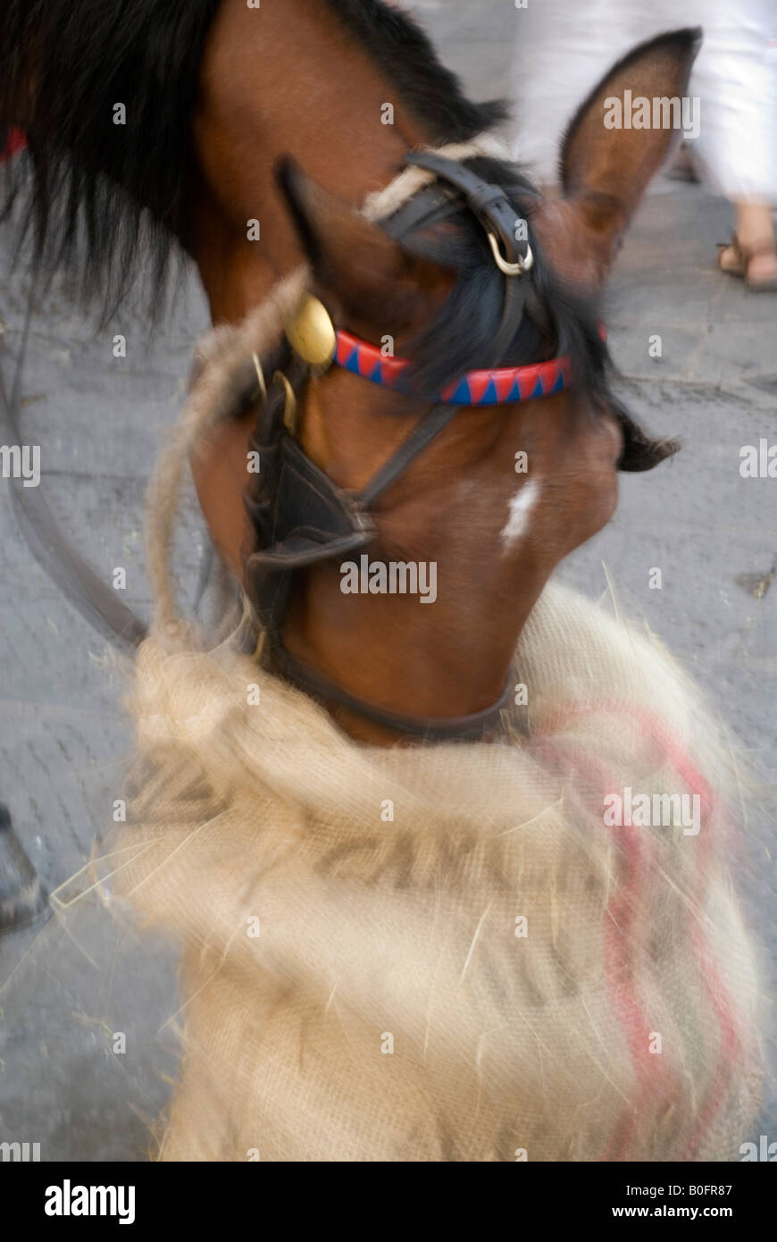 Undeutliches Bild des Pferdes aus Essen feed Sack, Florenz, Italien Stockfoto