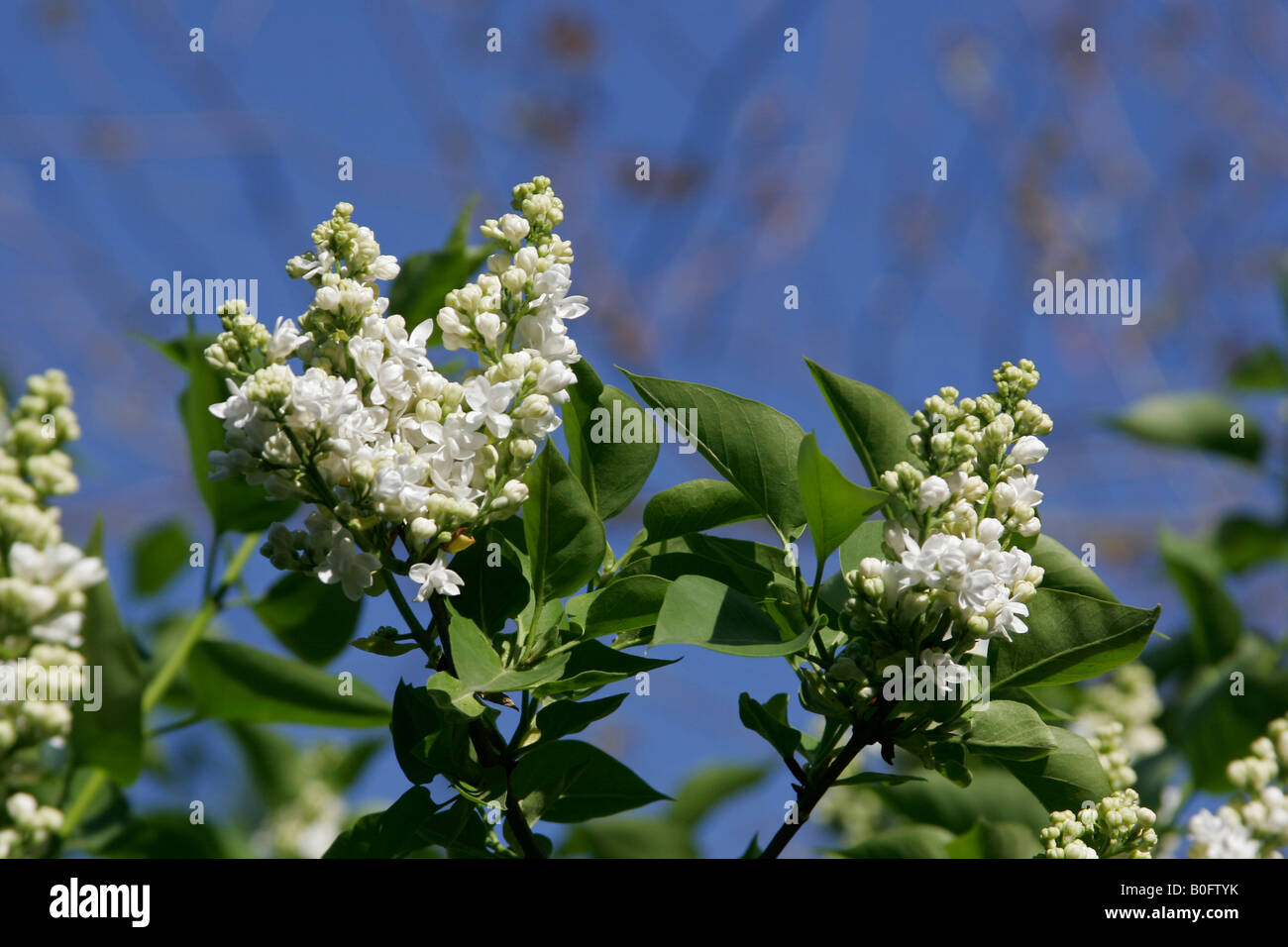 Weiße Flieder. Stockfoto