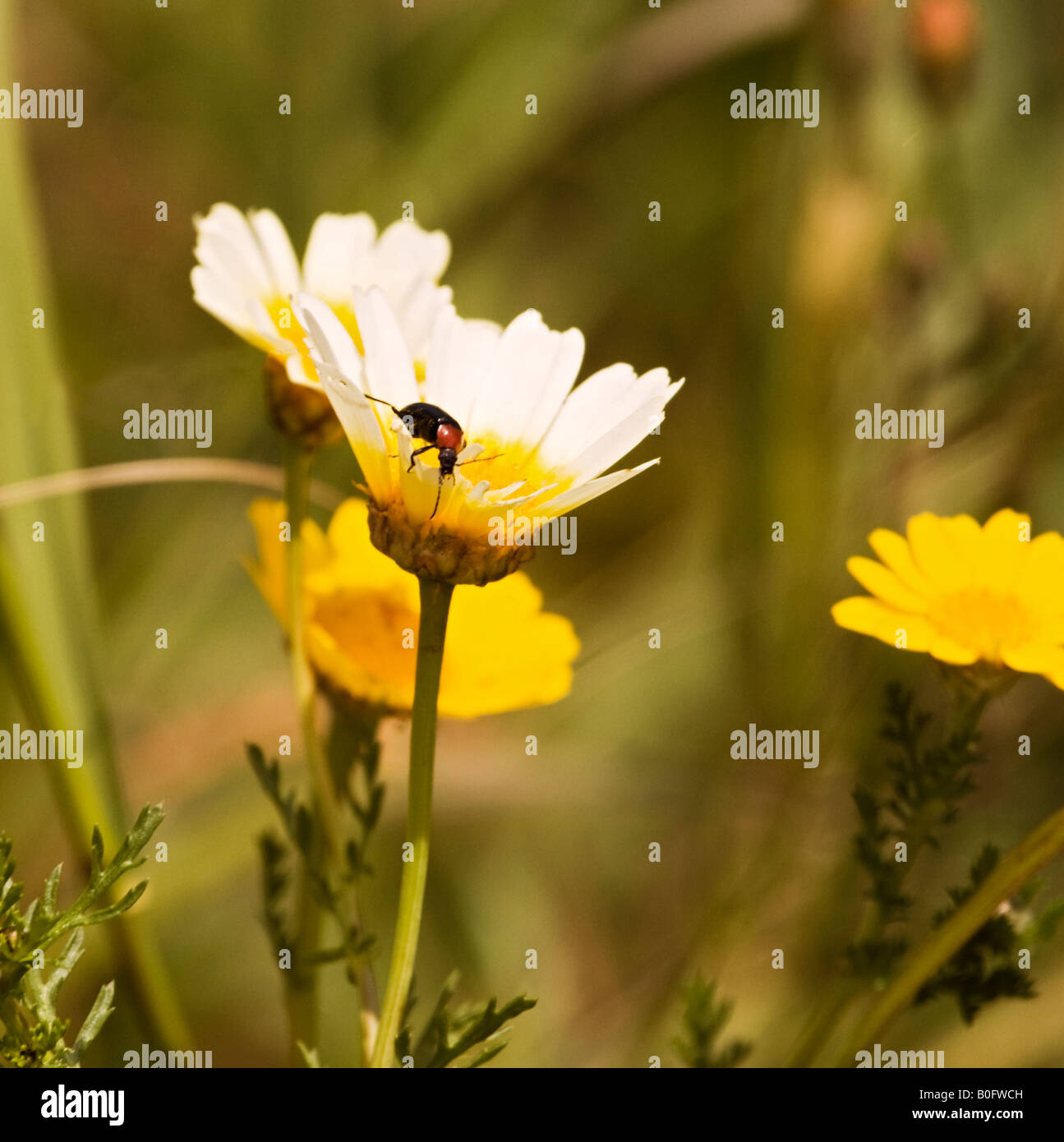 Käfer auf Blüte, Portugal, Europa Stockfoto