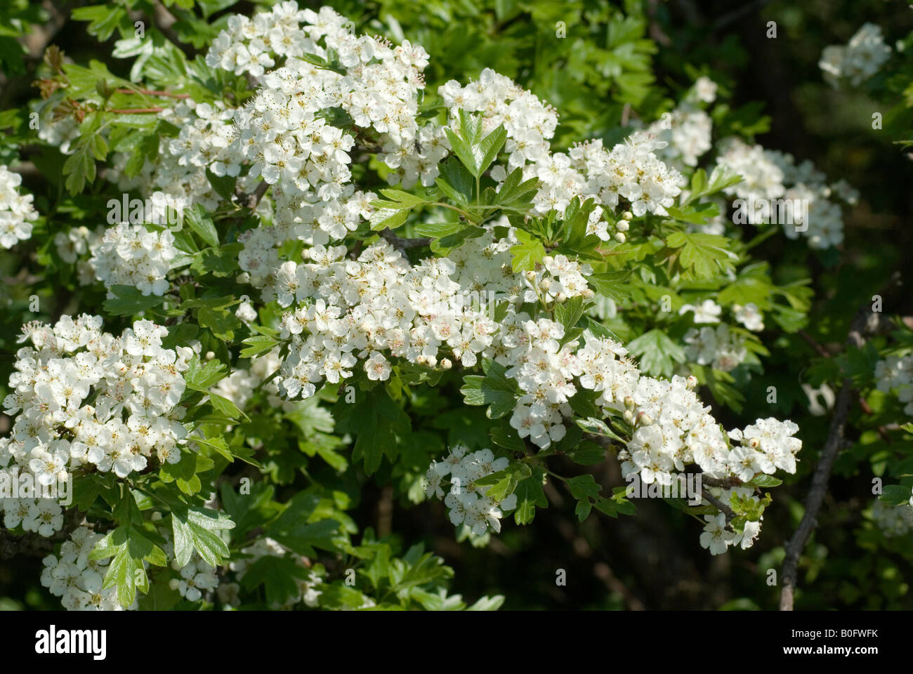Weißdorn oder möglicherweise Blüte Crataegus mongyna Stockfoto
