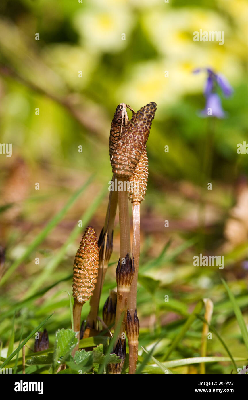 Stuten-tail Stockfoto